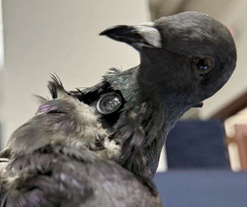 Gerçek kuş cesedinden İİHA üretildi, doğa araştırmaları ve askeri çözümlerde kullanılabilir.