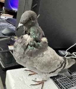 Gerçek kuş cesedinden İHA araştırmalarla geliştirildi Gerçek kuş cesedinden İHA araştırmalarla geliştirildi