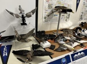 Gerçek kuş cesedinden İHA geliştirildi Gerçek kuş cesedinden İHA geliştirildi