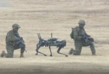 japonya indirme köpeği